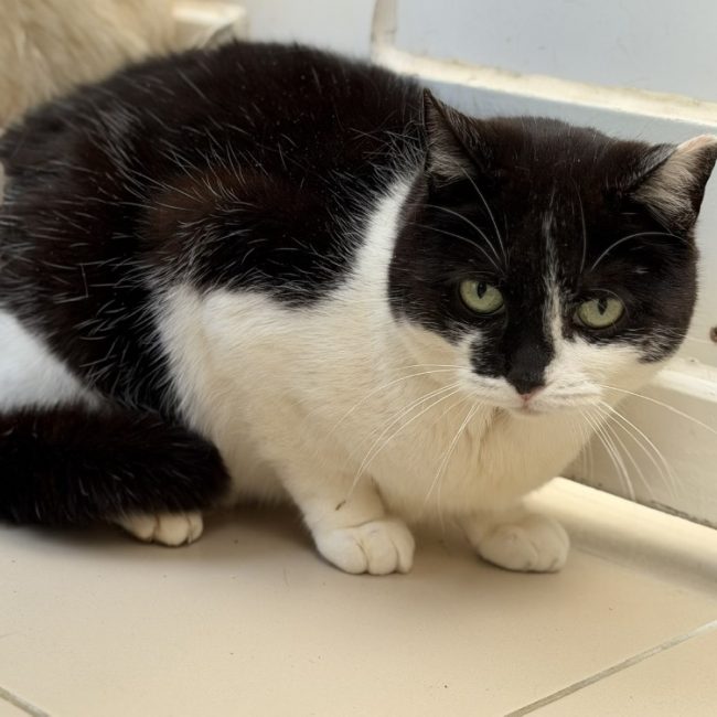 Huguette - Chat Européen à adopter