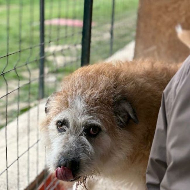 POLUX - Chien à adopter