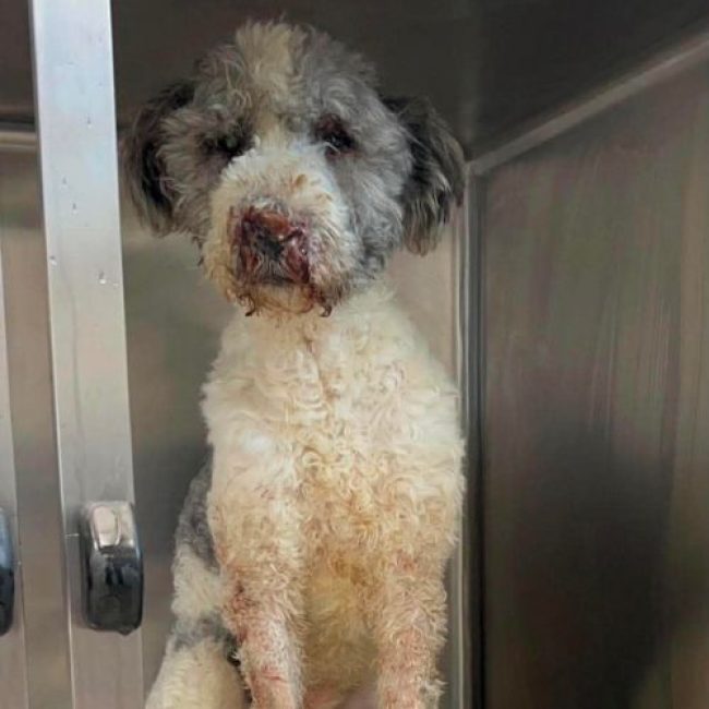MAJOR - Chien Chien de Berger Roumain de Mioritza à adopter
