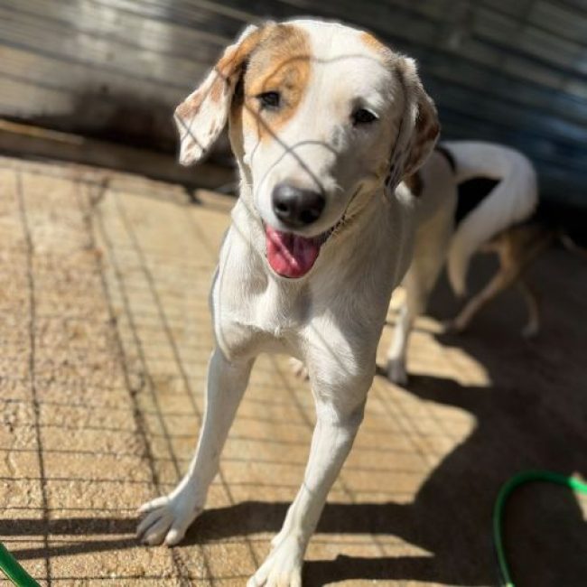 ROSE - Chien à adopter