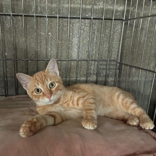 Banger - Chat Européen à adopter