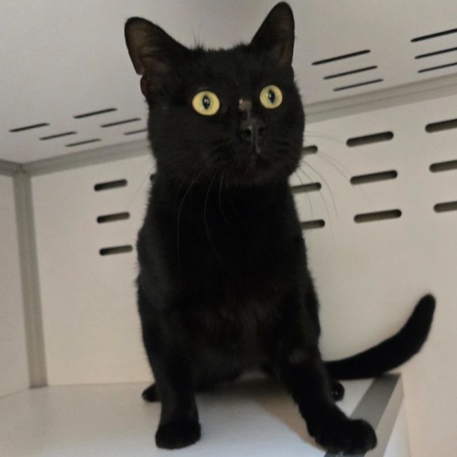 Gary - Chat Européen à adopter
