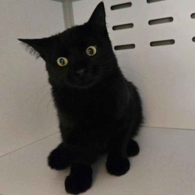 Vlad - Chat Européen à adopter