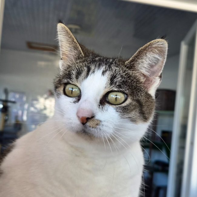Rhaena - Chat Européen à adopter