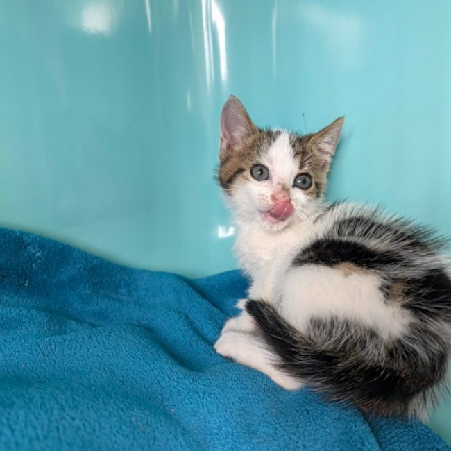 Dino - Chat Européen à adopter