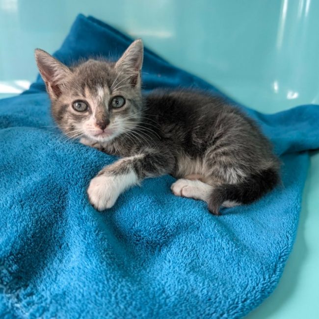 Shirley - Chat Européen à adopter