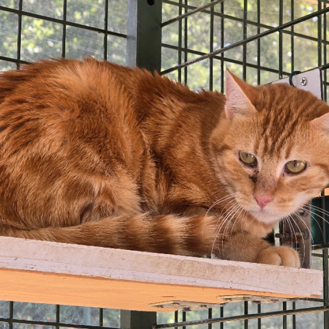 Nugget - Chat Européen à adopter