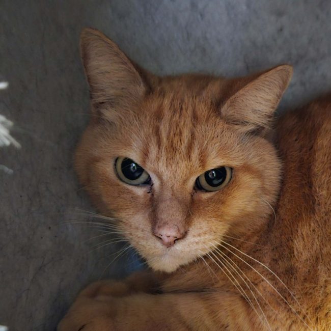 Garfield