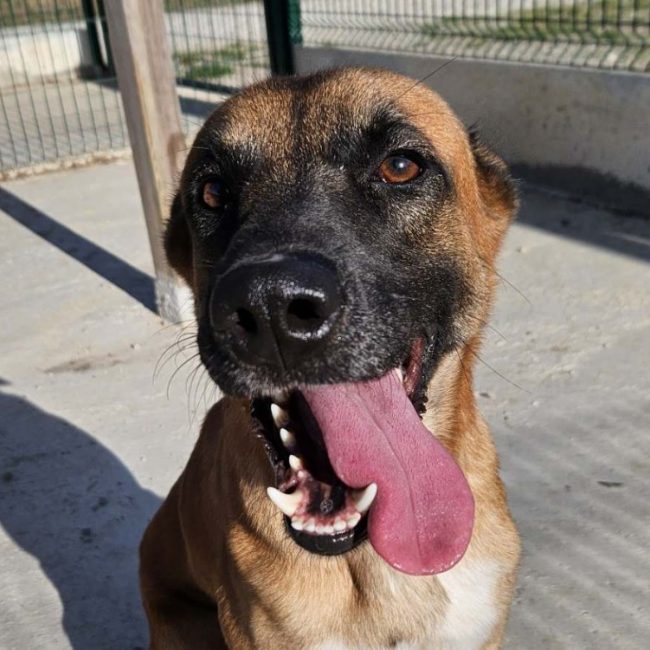 Orage - Chien Berger Belge Malinois à adopter
