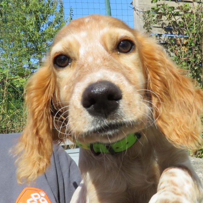 Lutine - Chien Epagneul Breton à adopter