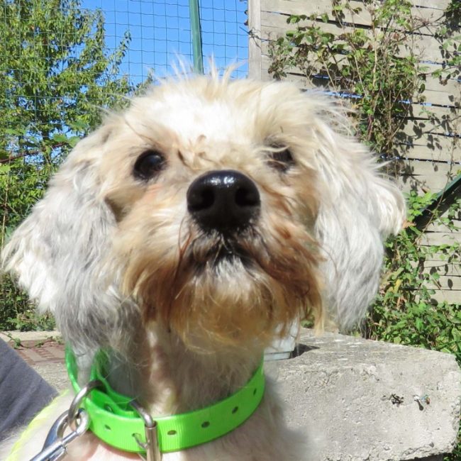 Biscotte - Chien à adopter