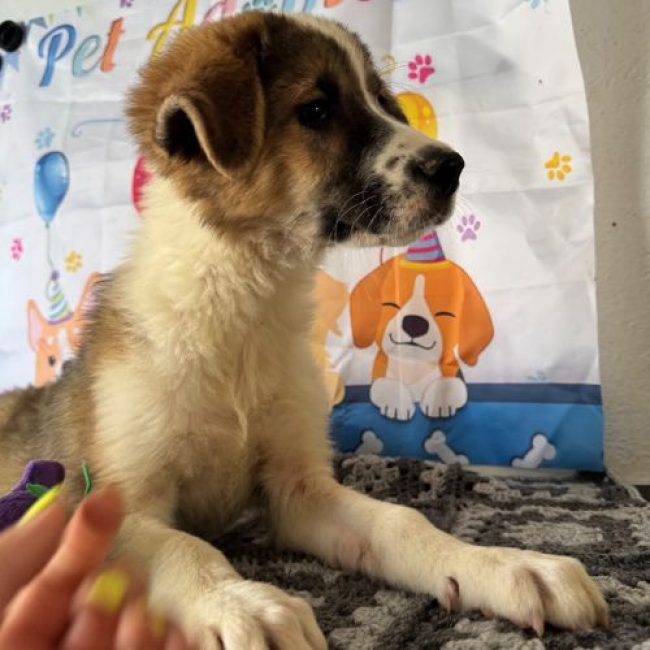 BOOMER - Chien à adopter