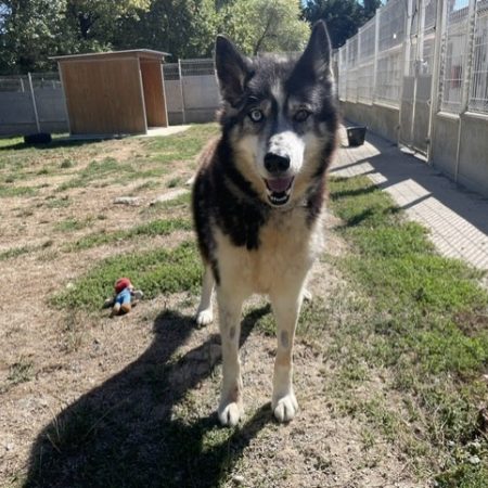 Jak - Chien Husky Sibérien à adopter