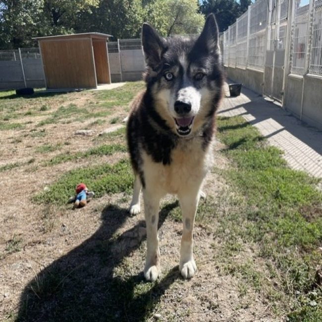 Jak - Chien Husky Sibérien à adopter