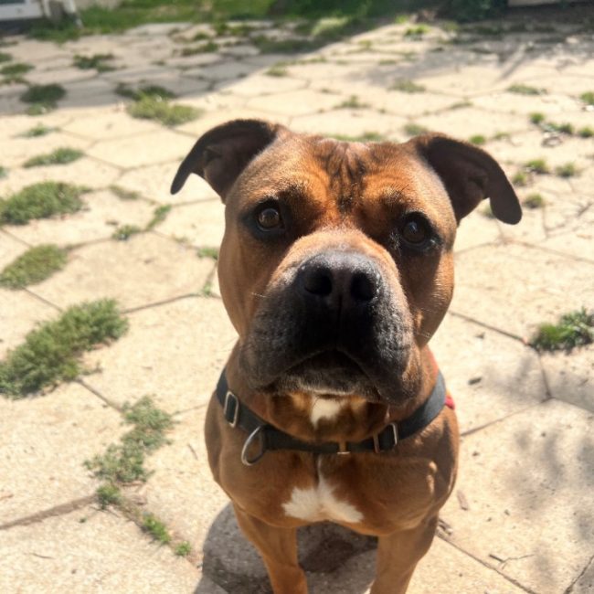 Jonny - Chien à adopter