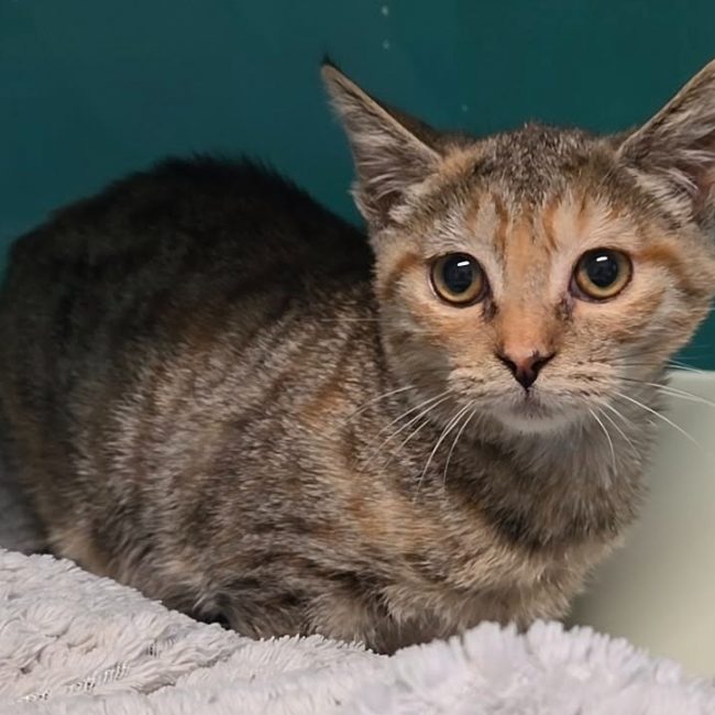 Yue reservé - Chat Européen à adopter