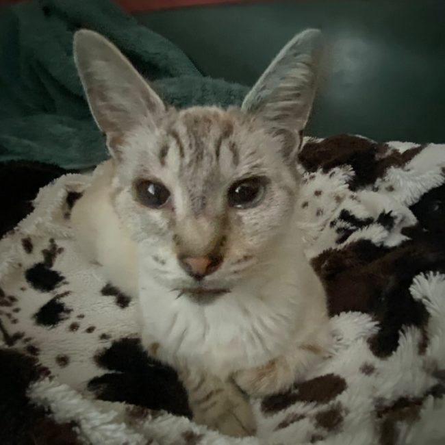 Gnocchi - Chat Européen à adopter