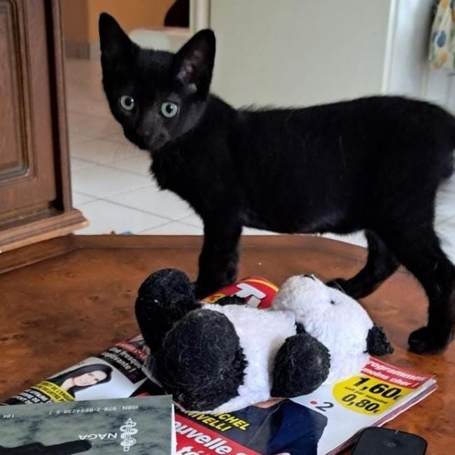 Binit - Chat Européen à adopter