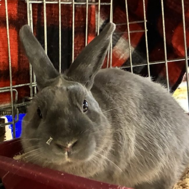 Peluche - Rongeur Lapin à adopter