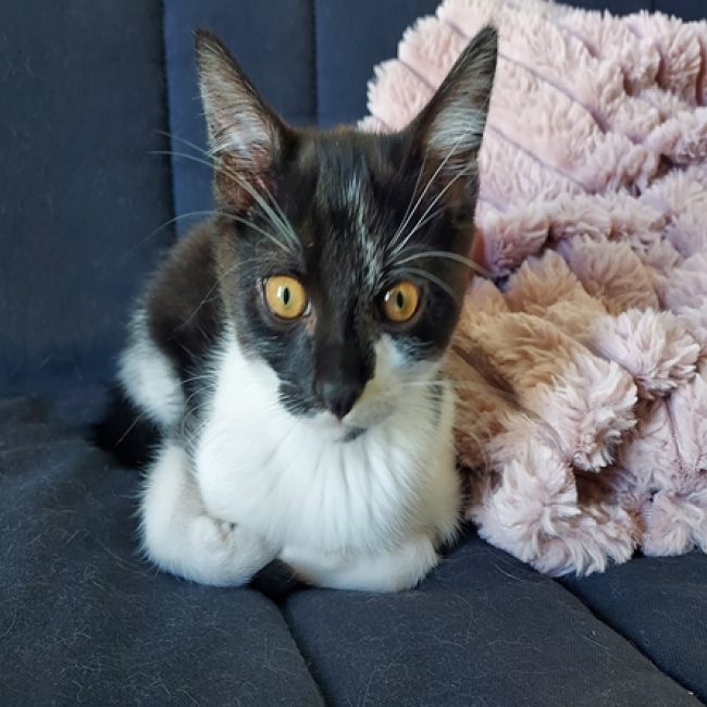 Nori - Chat Européen à adopter