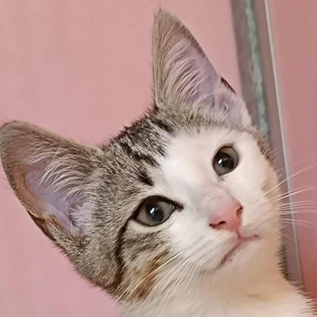 Niniche - Chat Européen à adopter
