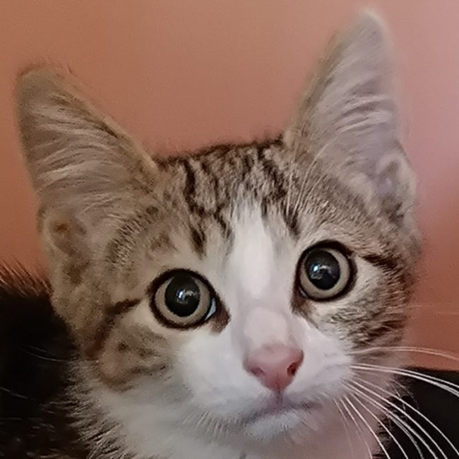 Hermine - Chat Européen à adopter