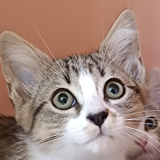 Bisquine - Chat Européen à adopter