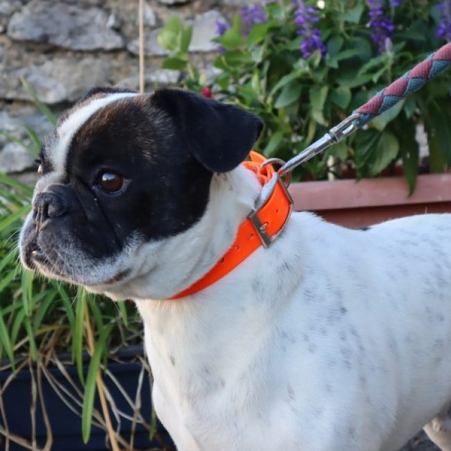 Simba - Chien Bouledogue Français à adopter