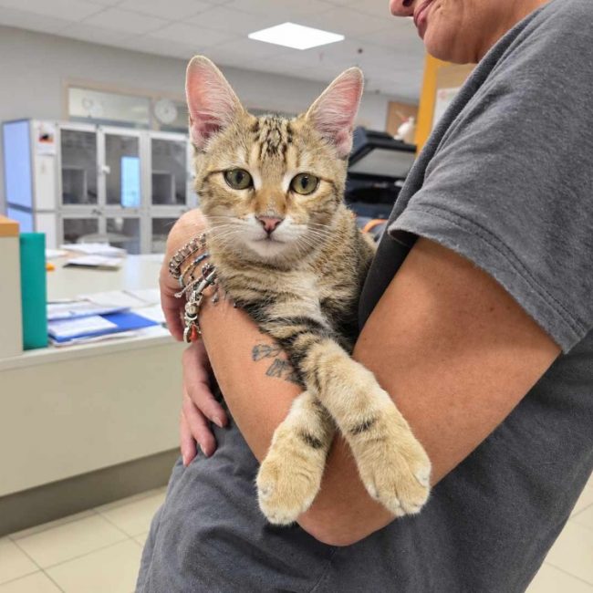 Pattenrond - Chat Européen à adopter