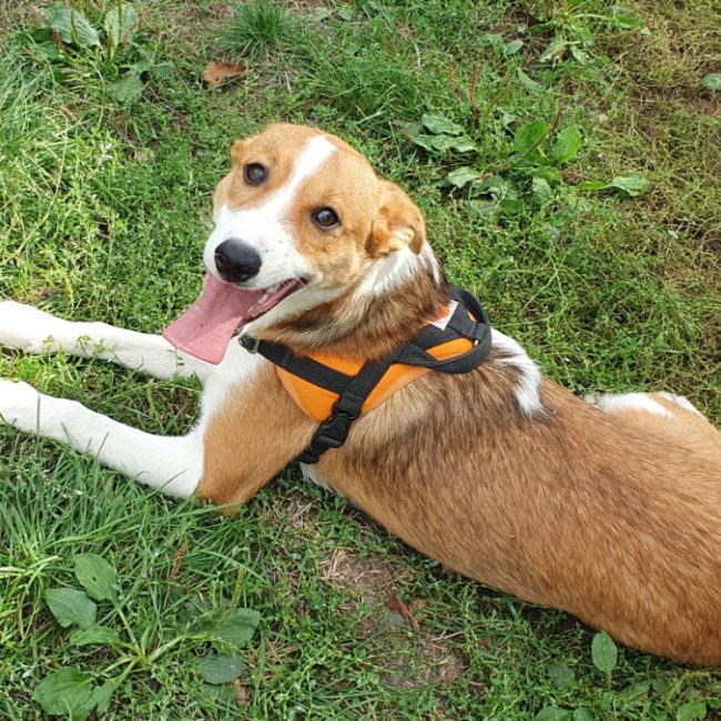Voxan