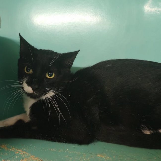 Brooise - Chat Européen à adopter