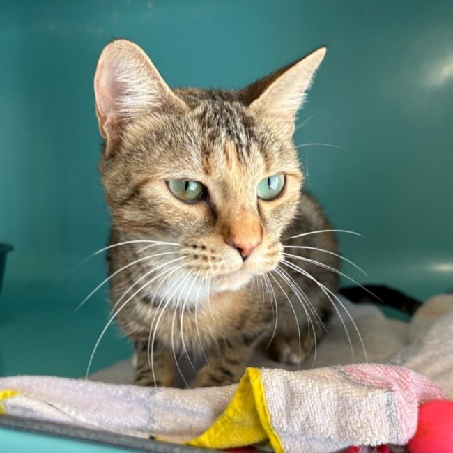 Moon - Chat Européen à adopter