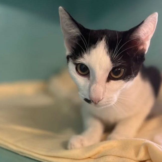 Tchoupirate - Chat Européen à adopter
