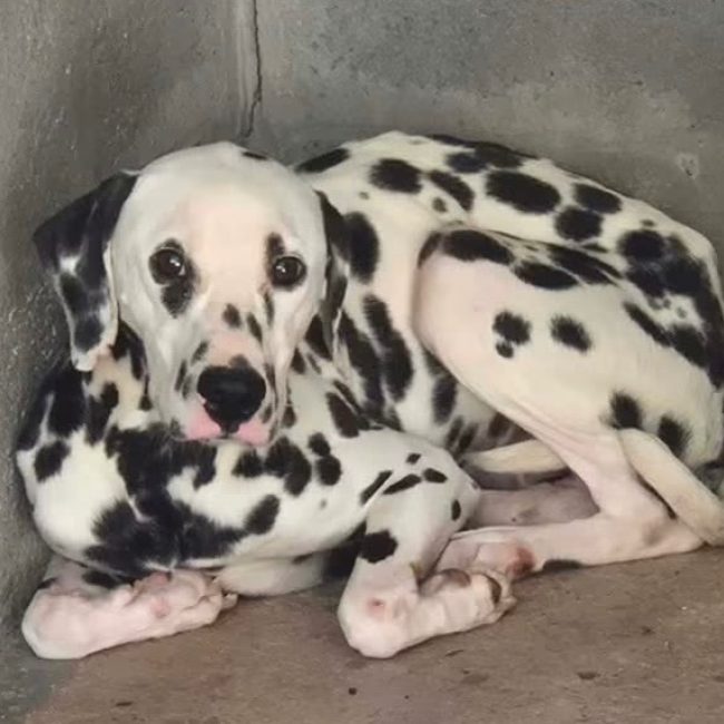 Pongo