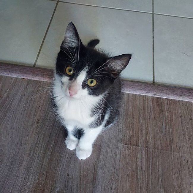 Ponzu - Chat Européen à adopter