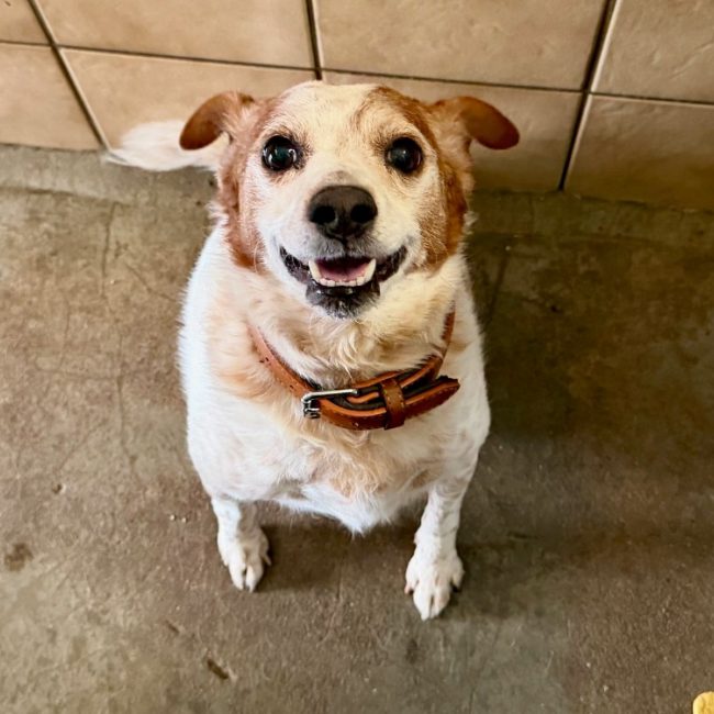 Steven - Chien à adopter