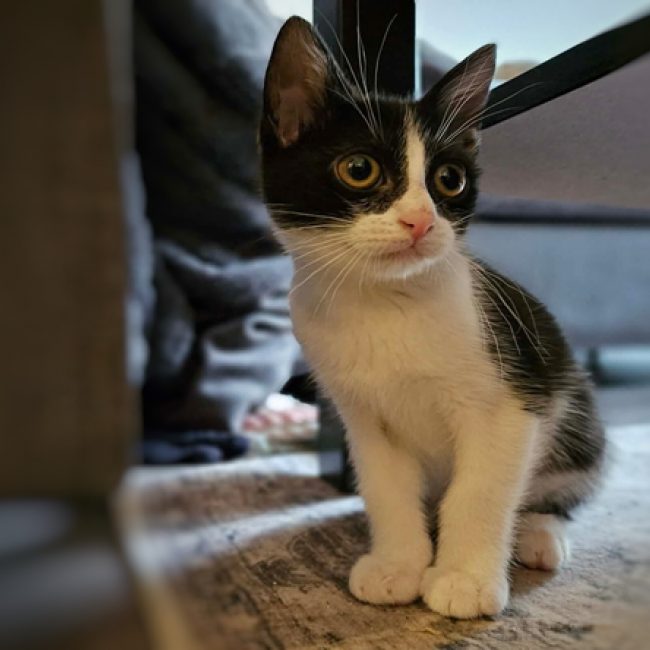 Maki - Chat Européen à adopter