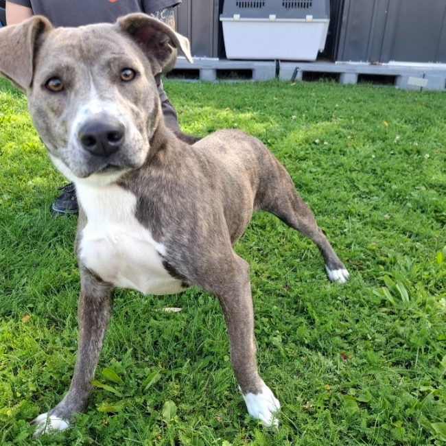 Pixel - Chien à adopter
