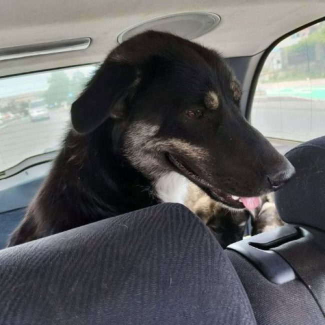 KARA - Chien à adopter