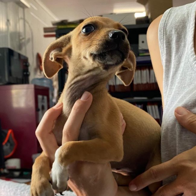 Kikinette - Chien à adopter