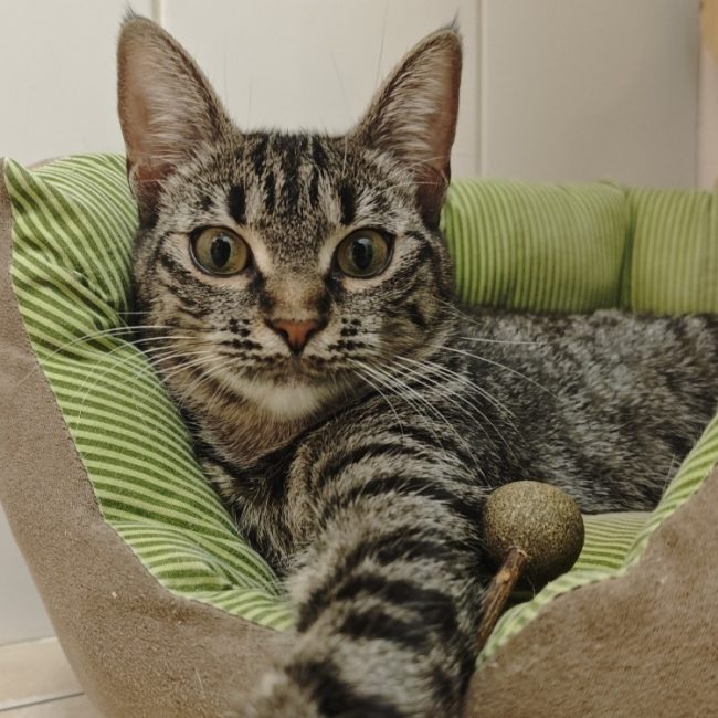 Lumi - Chat Européen à adopter