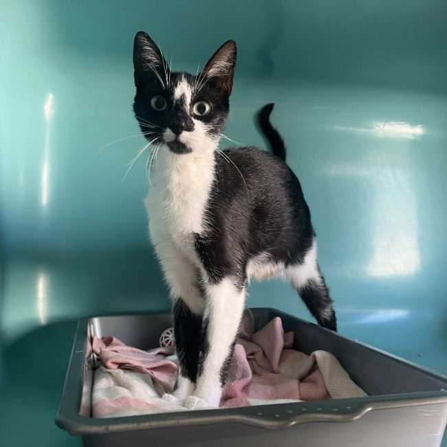 Moon - Chat Européen à adopter