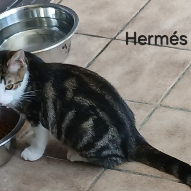 Hermes - Chat Européen à adopter
