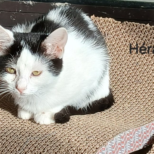 Héra - Chat Européen à adopter