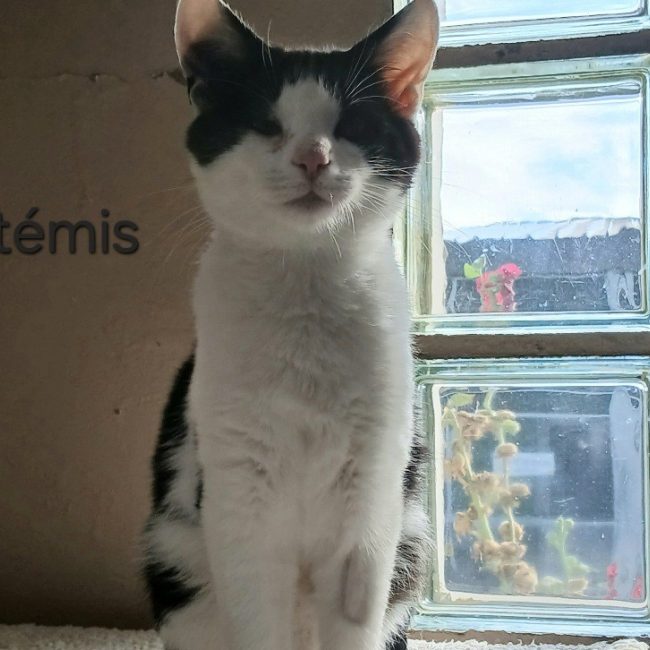 Artémis - Chat Européen à adopter