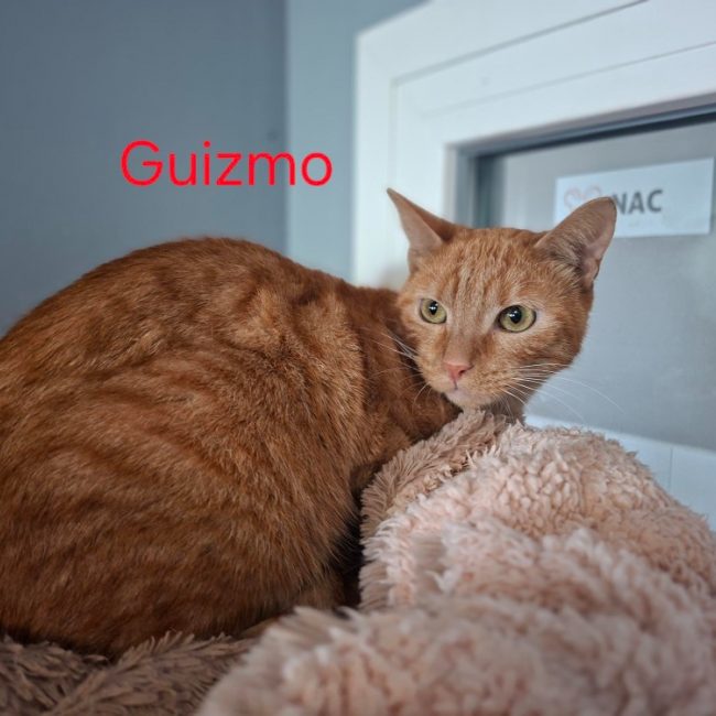 Guizmo