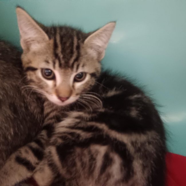 Bourdon - Chat Européen à adopter