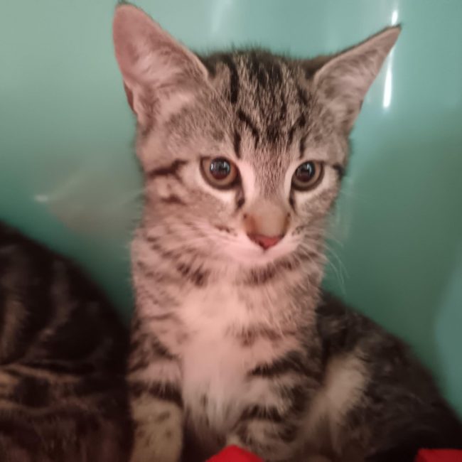 Frelon - Chat Européen à adopter