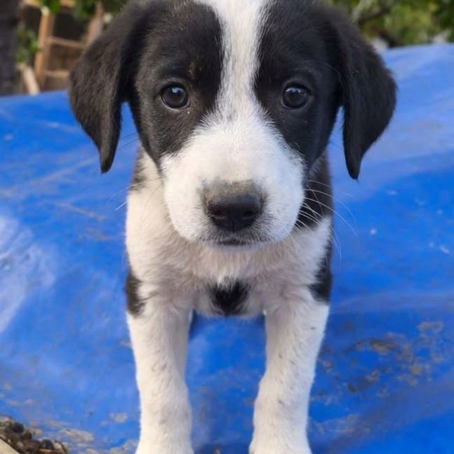Livia - Chien à adopter