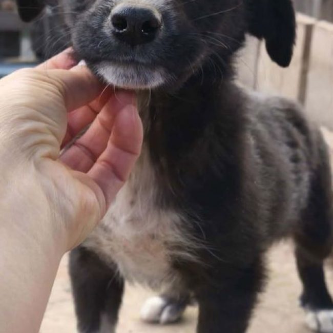 Loïk - Chien à adopter